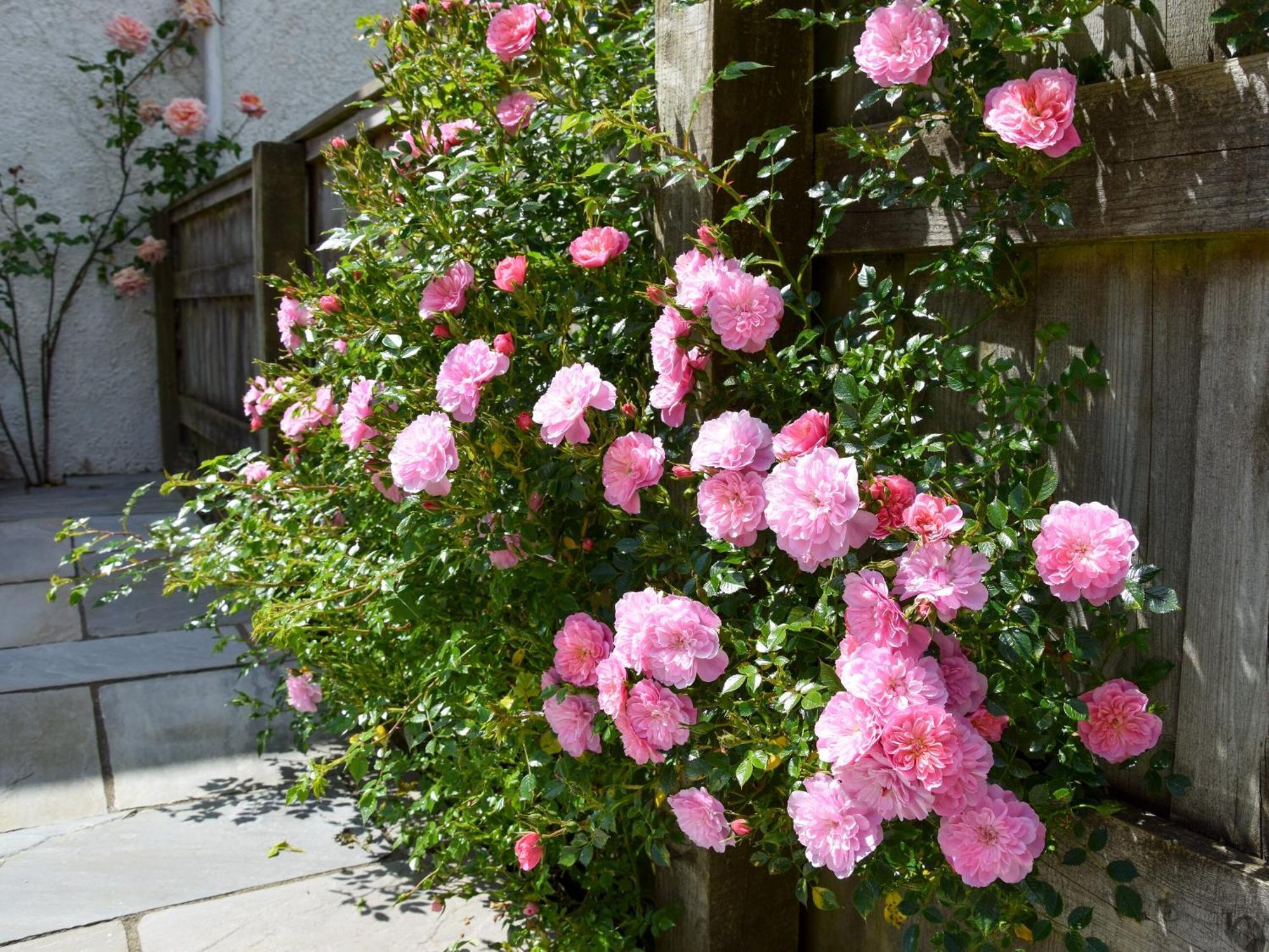 Villa Sweet Briar - 8234 à Bridport Extérieur photo